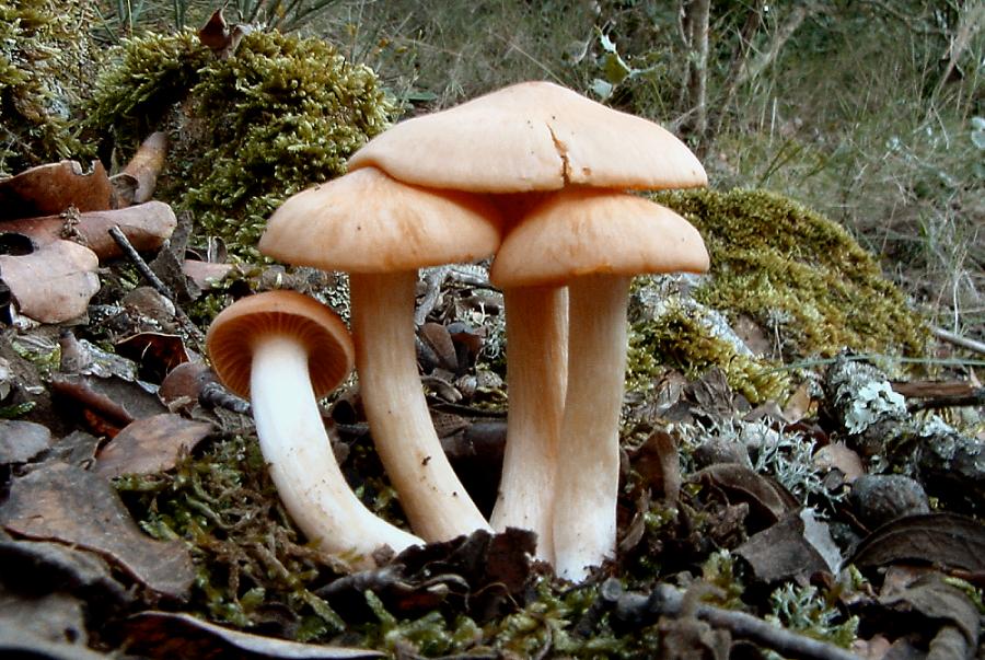 Hygrophorus sp.
